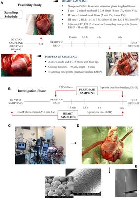 Dynamic Metabolic Changes During Prolonged Ex Situ Heart Perfusion Are Associated With Myocardial <mark class="highlighted">Functional Decline</mark>